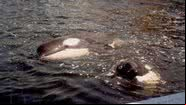 Foto mostra as orcas - Divulgação/Playcenter
