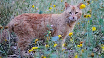 Imagem ilustrativa de gato - Foto por CarolinaP pelo Pixabay