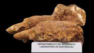 Parte de fóssil de preguiça-gigante encontrado em Minas Gerais - Divulgação/L.E.P. Travassos