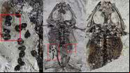Fóssil de sapo com ovos encontrado na China - Divulgação/Royal Society B: Biological Sciences/Baoxia Du et al