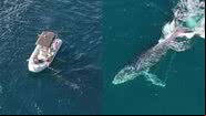 Imagens do barco e da baleia - Reprodução/Prefeitura de Arraial do Cabo