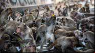Macacos ocupam as ruas de Lopburi, na Tailândia - Getty Images