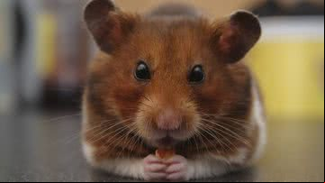 Imagem ilustrativa de um Hamster - Pixabay