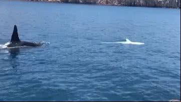 Orca ataca tubarão-baleia - Divulgação/Youtube/IFLScience