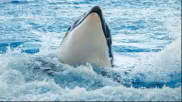 Orca emergindo da água - Wikimedia Commons