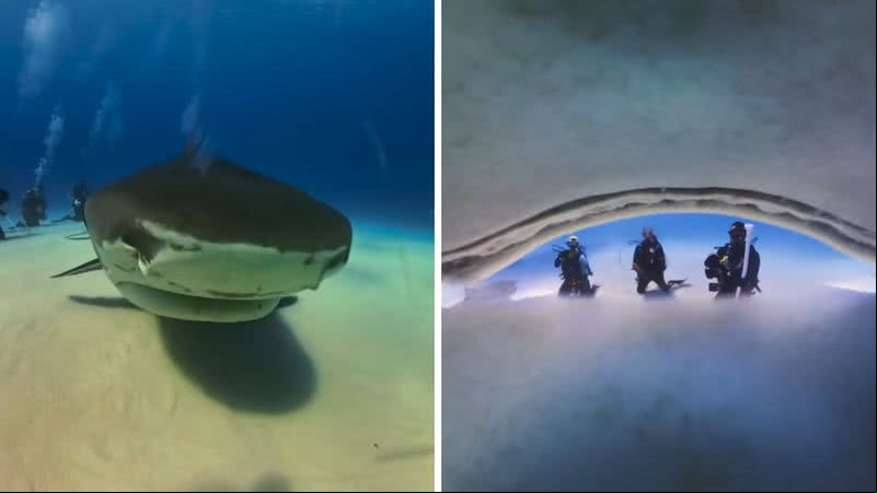 Vídeo registra interior da boca de tubarão - Reprodução