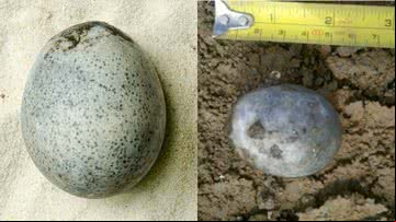 Registros do curioso ovo de 1.700 anos - Oxford Archaeology