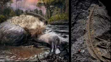Penas fossilizadas de abutre foram encontradas na Itália - Divulgação/Dawid A. Iurino/Edoardo Terranova