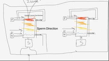 Esboço de como funcionará a corrida de espermatozoides - Divulgação/Sperm Racing