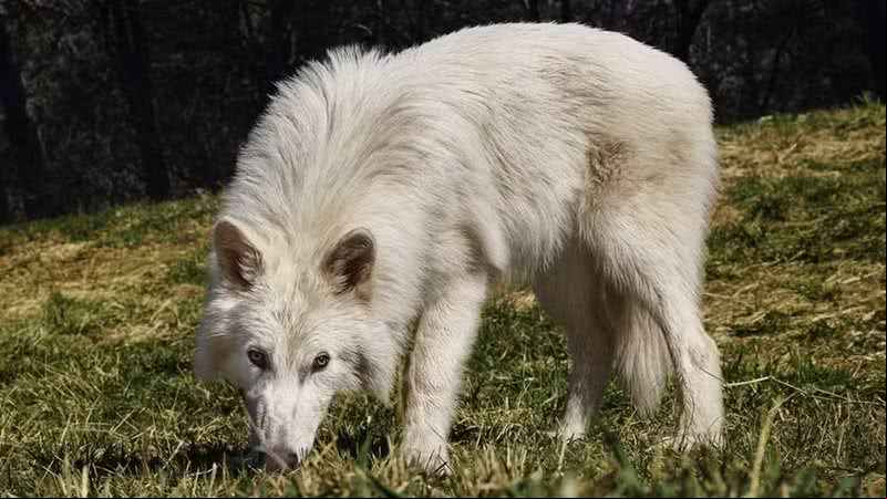 Lobo-terrível recriado já com 5 meses - Divulgação/Colossal Biosciences