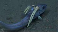 Peixe-rato com parasitas - Schmidt Ocean Institute