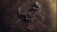 Fóssil de Tiranossauro rex - Getty Images