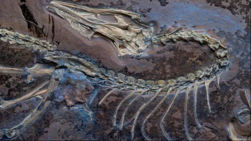 Fóssil encontrado de Archaeopteryx - Divulgação/Delaney Drummond