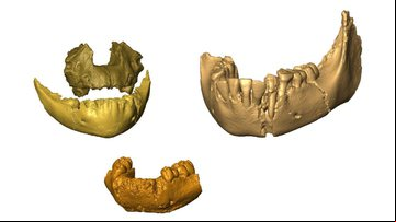 Reconstrução 3D de fósseis de mandíbula e maxila utilizados na pesquisa - Divulgação/CNRS