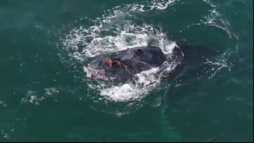Baleia-jubarte avistada na costa leste da Austrália - Reprodução/Instagram (@marks_wild_life)