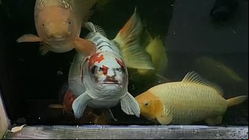 Bob, carpa koi com "rosto humano" - Reprodução