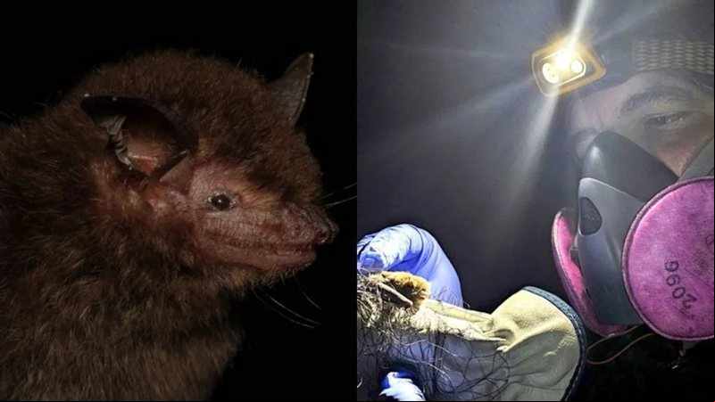 Pesquisadores da Fiocruz descobriram nova espécie de morcego no Brasil - Divulgação/Fiocruz