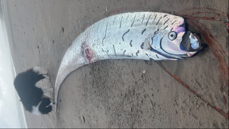 Fotografia de 'peixe do fim do mundo' na costa da Tasmânia - Divulgação/Sybil Robertson