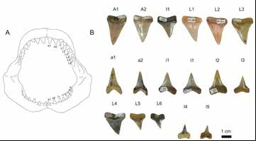 Gráfico reunindo os dentes encontrados e sua representação na arcada do animal - Jaime Villafaña / Jürgen Kriwet
