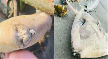 Fotografias de peixe 'chifrudo e dentuço' - Divulgação / Hyasmin Pareja
