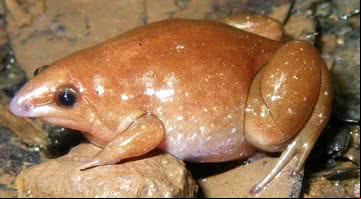 Fotografia de uma Synapturanus mesomorphus - Divulgação/ Senckenberg/ Hölting