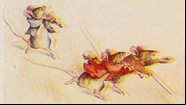 Ilustração dos 'Três ratos cegos' - Domínio Público