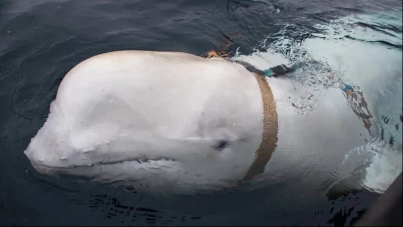 Baleia 'espiã' russa encontrada na Noruega - Reprodução / Direção Norueguesa de Pescas