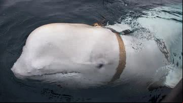 Baleia 'espiã' russa encontrada na Noruega - Reprodução / Direção Norueguesa de Pescas