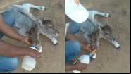 Imagens da bezerra que nasceu com duas cabeças no interior da Bahia - Reprodução/Redes Sociais