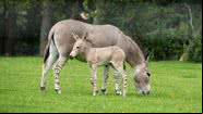 Burro com patas listradas nascido no Reino Unido - Reprodução / Zoológico de Marwell