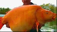 Peixe-dourado pescado na França - Divulgação / Facebook