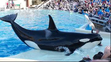 A orca Corky - Wikimedia Commons/Abhishek Mitra