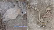 Ossos humanos e crânio de vaca achados pelos arqueólogos ingleses - Divulgação/ Universidade de Bournemouth