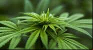 Fotografia ilustrativa de um pé de maconha - Divulgação/Herbalhemp/Pixabay