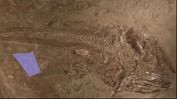 Fóssil de peixe de 180 milhões de anos - Reprodução / Samuel Cooper