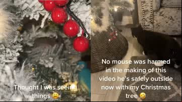 Rato escondido em árvore de natal - Reprodução / Redes Sociais / TikTok