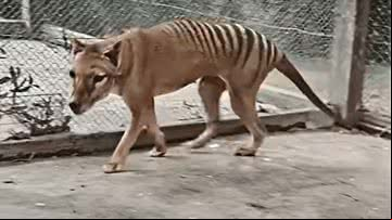 Tigre-da-tasmânia - Reprodução/Vídeo/Youtube:NFSA Films