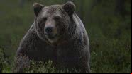 Imagem ilustrativa de um urso - Foto por Håkan Carlander pelo Pixabay