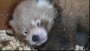 Imagem do filhote de panda nascido na Inglaterra - Divulgação/Paradise Wildlife Park's